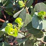 Arctostaphylos patula Leaf