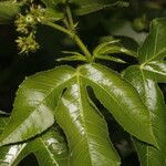 Jatropha gossypiifolia Levél