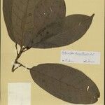 Podocalyx loranthoides Leaf