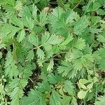 Potentilla supina Folha