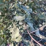 Abutilon palmeri Hoja