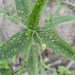 Caperonia palustris फूल