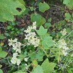 Pseudognaphalium californicum Flower