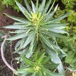 Echium decaisnei Leaf
