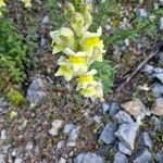Antirrhinum latifolium Λουλούδι