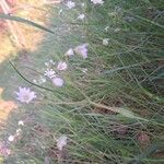 Stellaria palustris Kukka