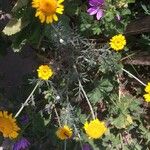 Anthemis chrysantha Blüte