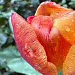 Tulipa grengiolensis Flower