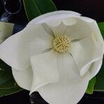 Magnolia grandiflora Flor