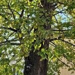 Tilia × europaea Habitat