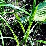 Carex muskingumensis ഇല