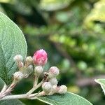 Cotoneaster franchetii Flor