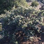 Ceanothus cuneatus Habitus