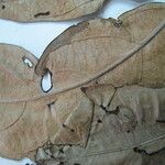 Tontelea attenuata autre