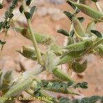 Astragalus akkensis Other