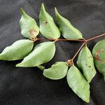 Xanthomyrtus kanalaensis 整株植物