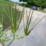 Scandix pecten-veneris Flower