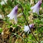 Soldanella pusilla Virág