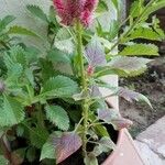 Celosia argentea Virág
