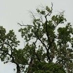 Sideroxylon borbonicum Yeri
