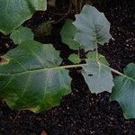 Solanum candidum Leaf