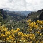 Genista microphylla Habitus