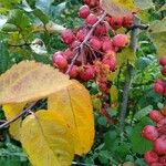 Malus baccata Fruit