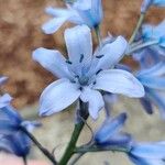 Scilla verna 花