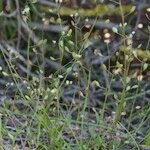 Hornungia procumbens Habitus