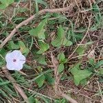 Ipomoea cordatotriloba Habitus