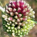 Allium sphaerocephalon Virág