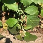 Solanum paniculatum Hoja