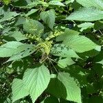 Laportea canadensis Blad