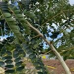 Cassia abbreviata برگ