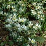 Paronychia polygonifolia Habitus
