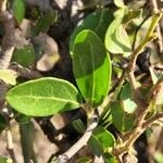 Mystroxylon aethiopicum Leaf