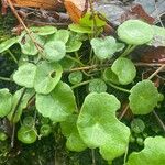 Umbilicus rupestris List