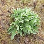 Wyethia sagittata Leht