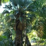 Sabal palmetto 形態