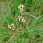 Carex praecox Λουλούδι