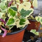 Senecio macroglossus Hoja