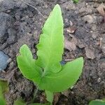 Dryopteris sieboldii Leaf