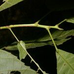 Cleidion castaneifolium Bark