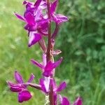 Anacamptis laxiflora Flor