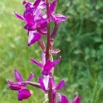 Anacamptis laxiflora Blomst