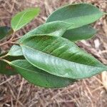 Plinia edulis Leaf