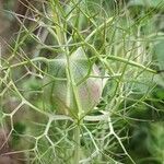 Nigella damascenaFruit