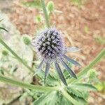 Eryngium planum Fiore