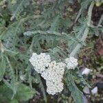 Achillea filipendulina Kvet