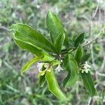 Solanum diphyllum Kukka